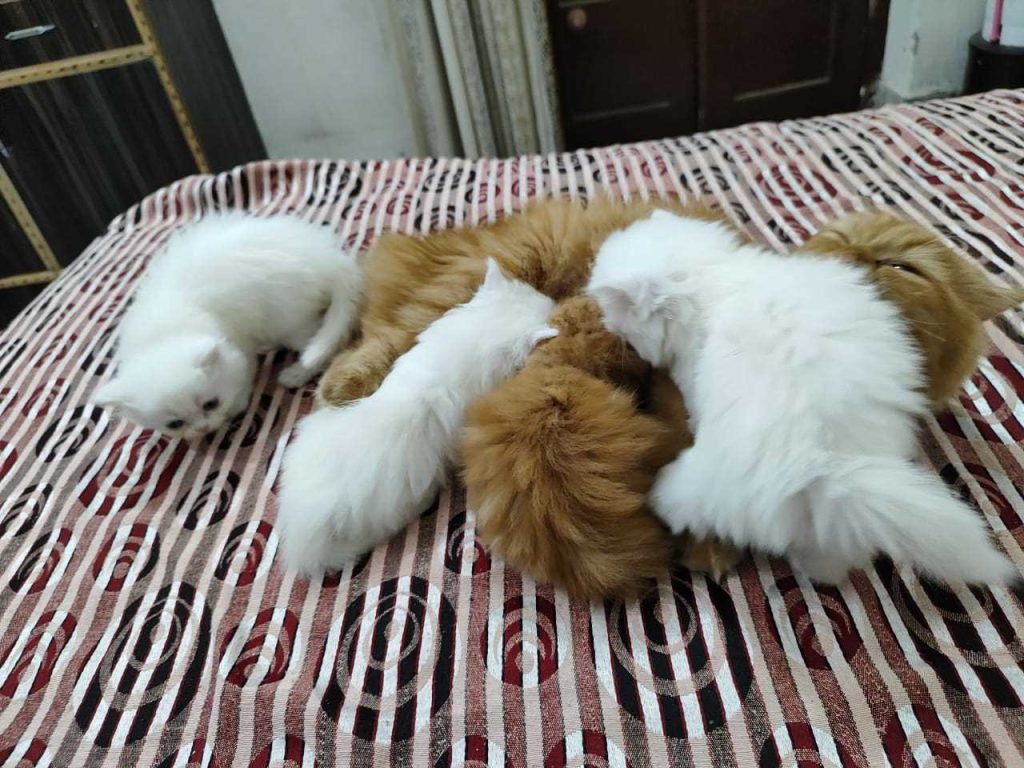 Pure-Dolls Persian Kittens home