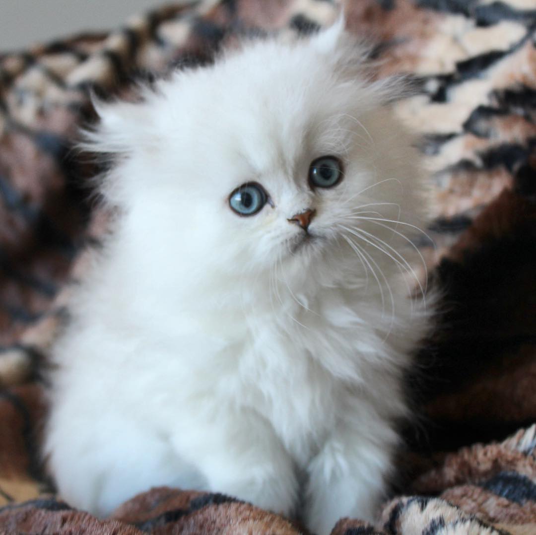 Barb – Female – Pure-Dolls Persian Kittens Home