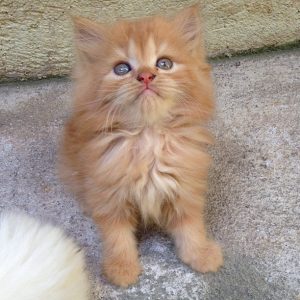 Buy Persian Kitten Rex