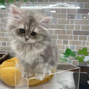 Buy Persian Kitten Roxy